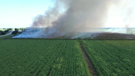 Excelente-Toma-Aérea-De-Un-Campo-De-Caña-De-Azúcar-En-Llamas-En-Florida