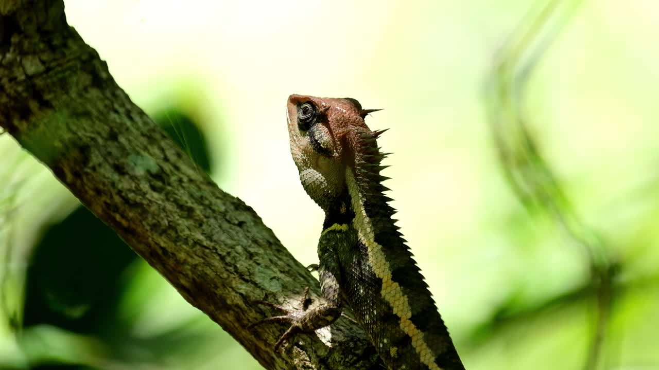 카메라가 축소될 때 이 사랑스러운 도마뱀의 초상화 영상, 숲 정원 도마뱀 calotes emma, kaeng krachan 국립 공원, 태국