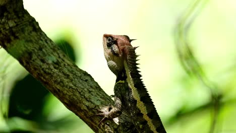 Eine-Porträtaufnahme-Dieser-Schönen-Eidechse,-Während-Die-Kamera-Herauszoomt,-Waldgarteneidechse-Calotes-Emma,-Nationalpark-Kaeng-Krachan,-Thailand