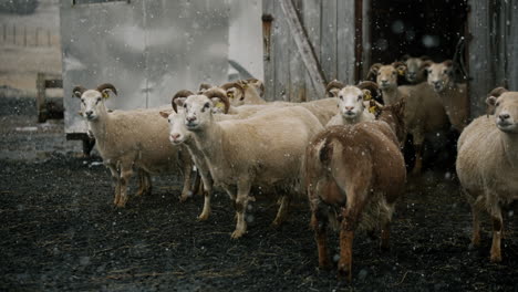 Sheep in a snowy barn