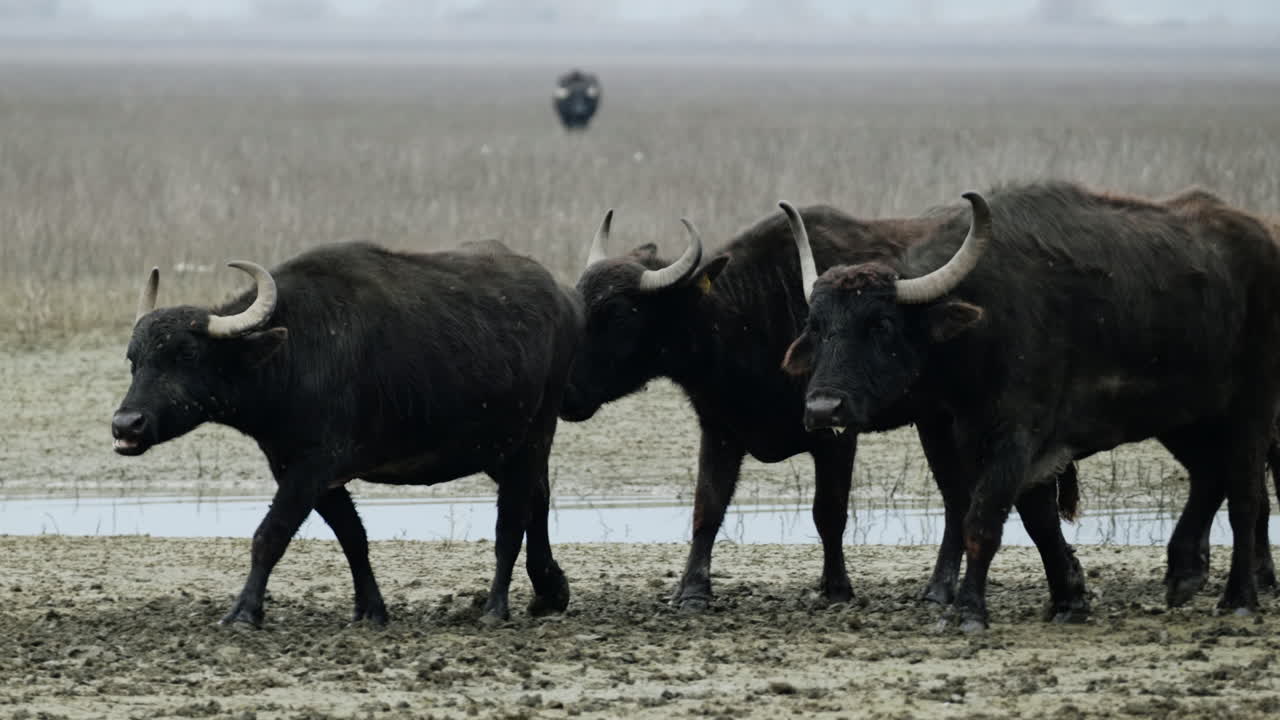 Un gruppo di bufali d'acqua attraversa il terreno fangoso delle zone umide di Kerkini. Ideale per documentari sulla fauna selvatica o progetti a tema naturalistico.