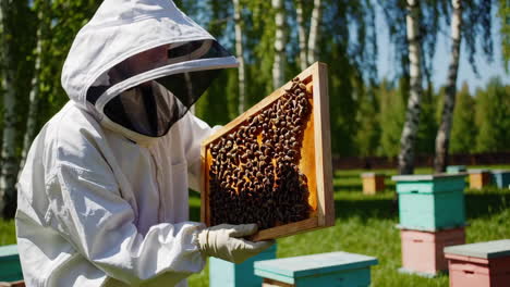 beekeeper inspecting a honeycomb frame with bees in an apiary