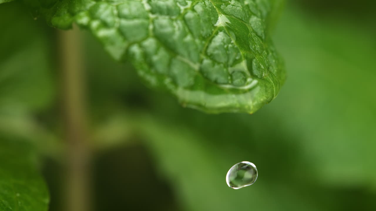 gotas de lluvia cayendo sobre la hoja de menta. jardín casero en macro y cámara lenta