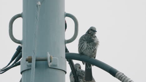 dos bulbul de orejas rojas acicalándose posados en un poste eléctrico - tiro de ángulo bajo