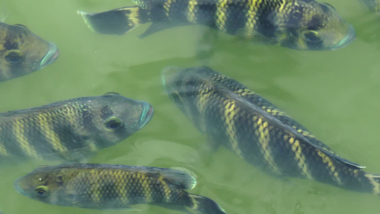 Zebra Tilapia Heterotilapia buttikoferi in a pond viewed from above