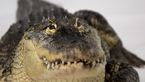 cocodrilo americano mira fijamente a la cámara - animal peligroso - de cerca en la cara