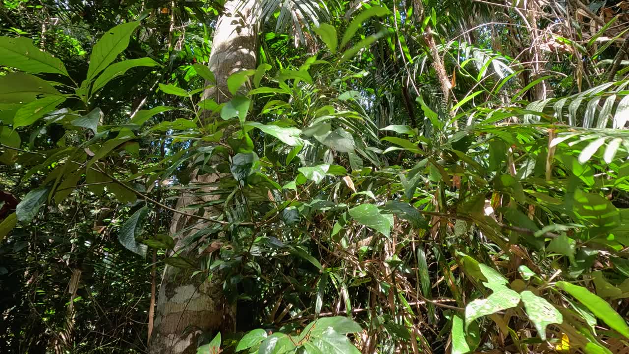 Vibrant rainforest leaves sway gently in the wind, captured in natural daylight at Port Douglas, Australia