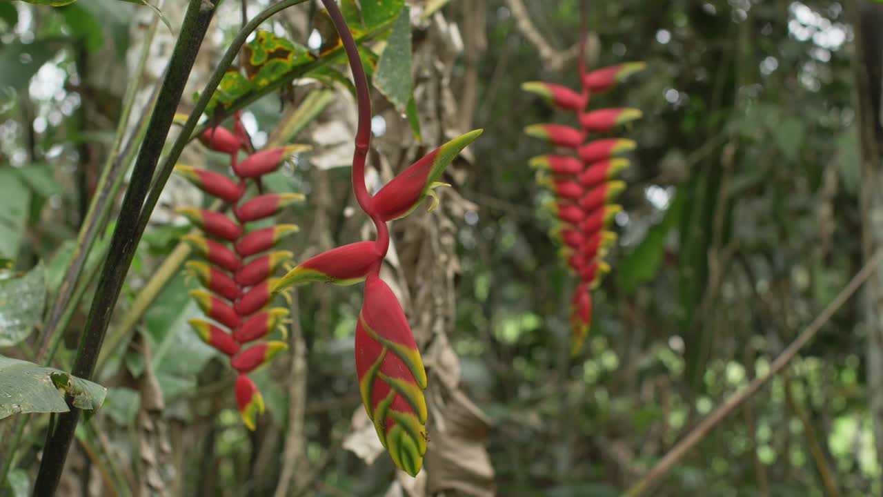 헬리코니아 로스트라타 (heliconia rostrata) 는 페루의 정글에서 자라는 식물이다.