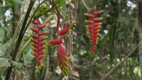 Heliconia Rostrata plant in the jungle of Peru