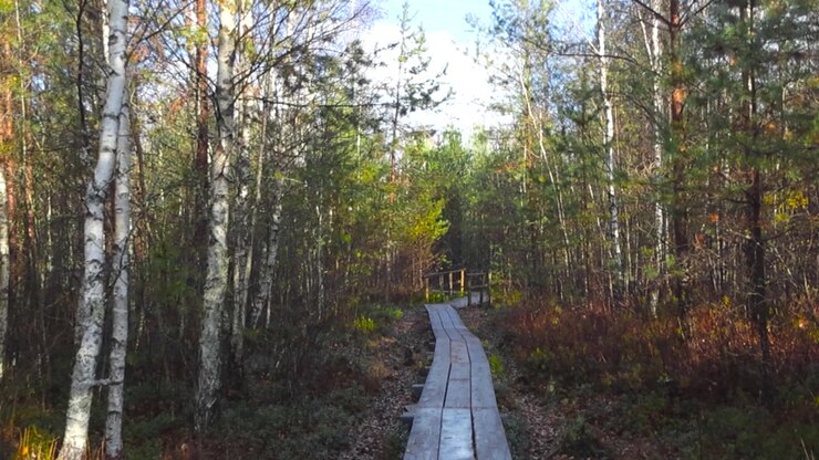 FPV or first person view of walking on a wooden brown wet boardwalk or hiking trail in a forest or a marsh bog during autumn time with sun shining. Moving forward, plants growing on the sides.