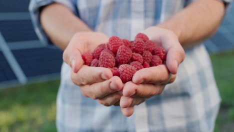 farmer's hands with a handful of fresh raspberries, solar panels in the background