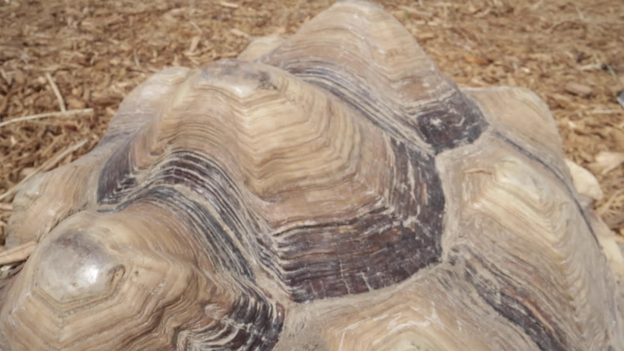 거북이의 데기 위에 있는 피라미드