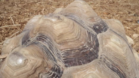 pyramids-on-the-shell-of-a-tortoise