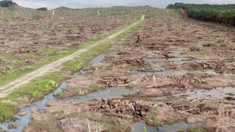 long aerial shot with travelling above a new oil palm plantation in malaysia, in field some egrets, the land is deforested