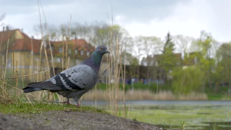 a pigeon by the lake shore takes off into the air