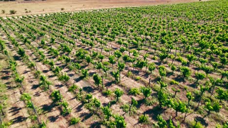 Dolly-in-aerial-view-of-a-trellised-vine-formation,-wine-industry-on-a-sunny-day