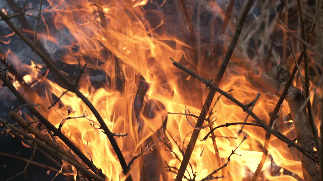 Forest fire in close-up. The branches of shrubs and trees are burning and smoking. Wildfires caused by arson or nature. Shot on super slow motion camera 1000 fps.