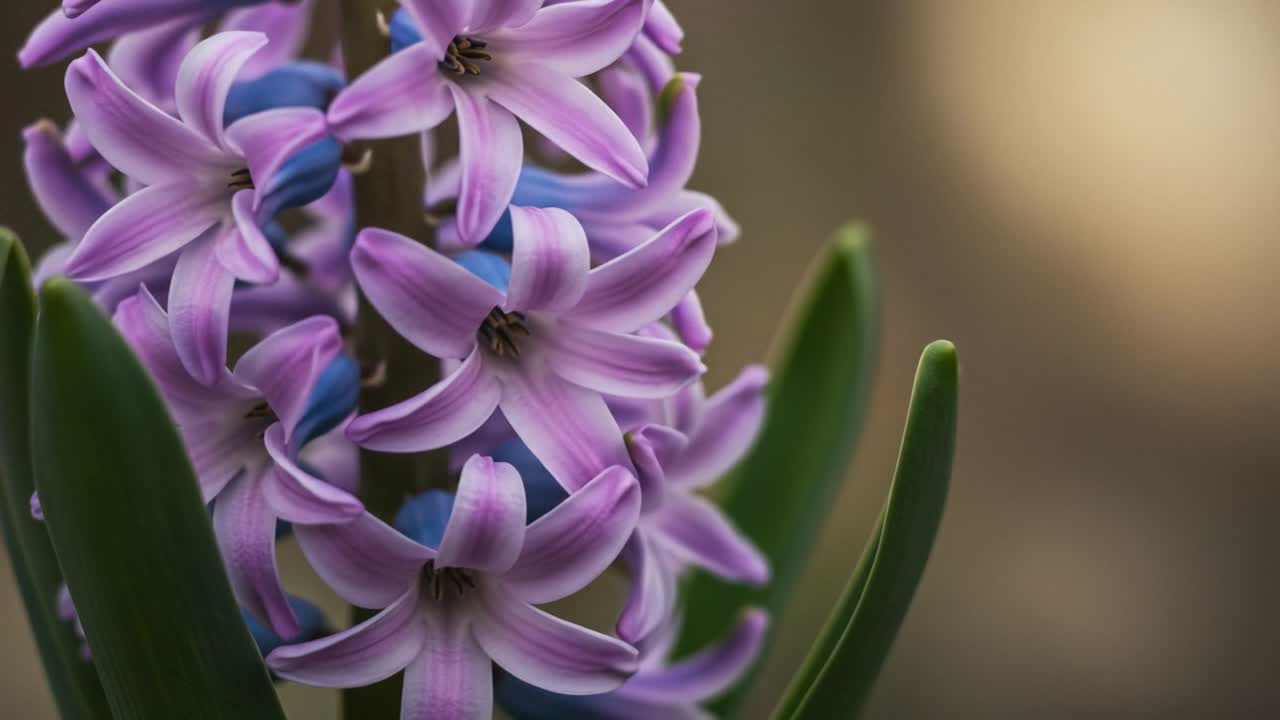 A Stunning Close-Up of Beautiful Hyacinth Flowers in Bloom, Showcasing Their Delicate Petals and Vibrant Colors in a Serene Natural Setting