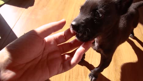 lindo momento cuando un cachorro negro mordisquea suavemente el dedo de su dueño
