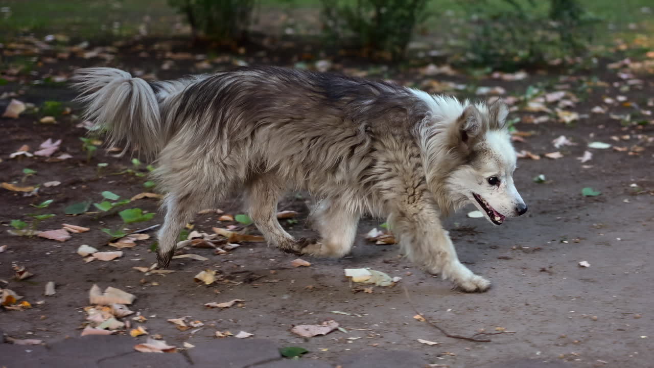 Fluffy, stray dog with long gray fur happily walking outdoors on a dirt path in a park