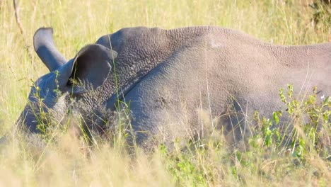 african rhinoceros waking up on savannah field, kruger national park, south africa.