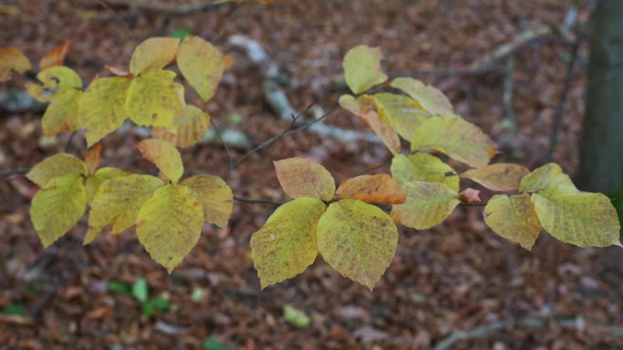 A close-up video of yellow autumn leaves hanging from a thin branch, displaying the changing colors of the season.