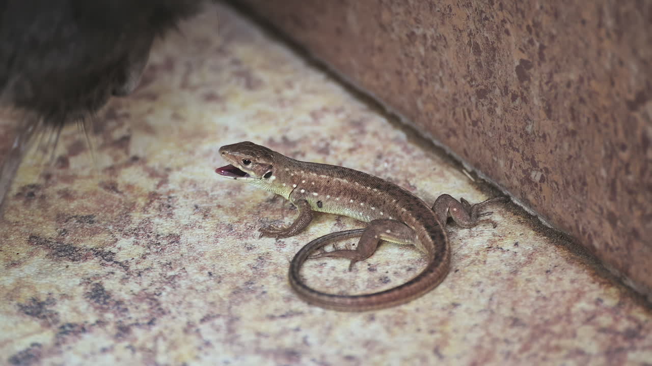 Gray cat's paw touching a small lizard on a stone floor