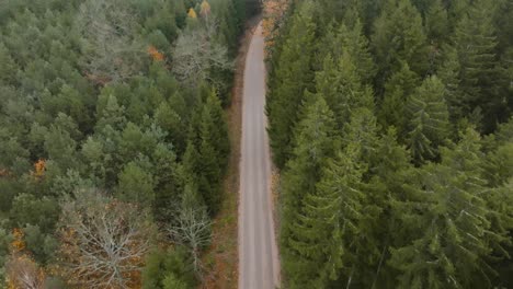 aerial view a rural road goes through a forest where tall firs and pines grow