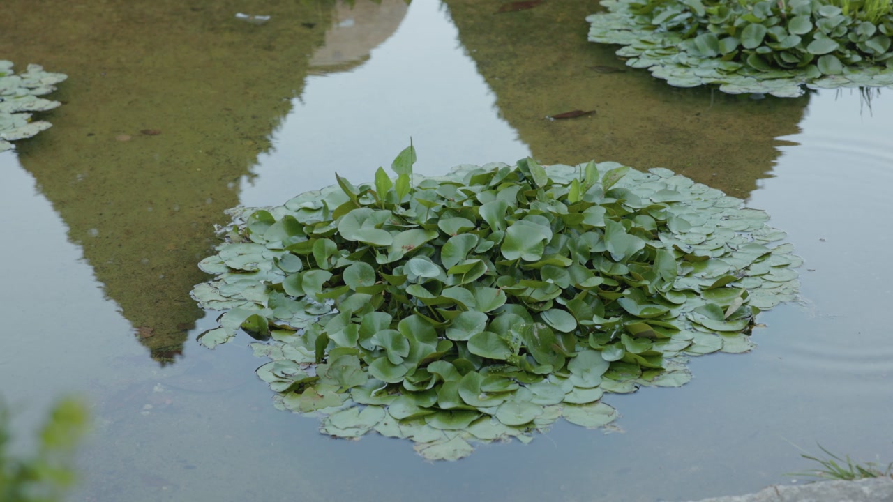 Lilies Over Pond In Romanian Queen Maria Palace Botanical Park In Balchik City, Bulgaria, Low Angle Shot
