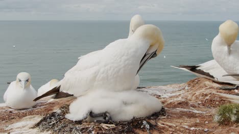 Beautiful-white-gannet-bird-picking-feathers-on-rocky-coast,-close-up-view