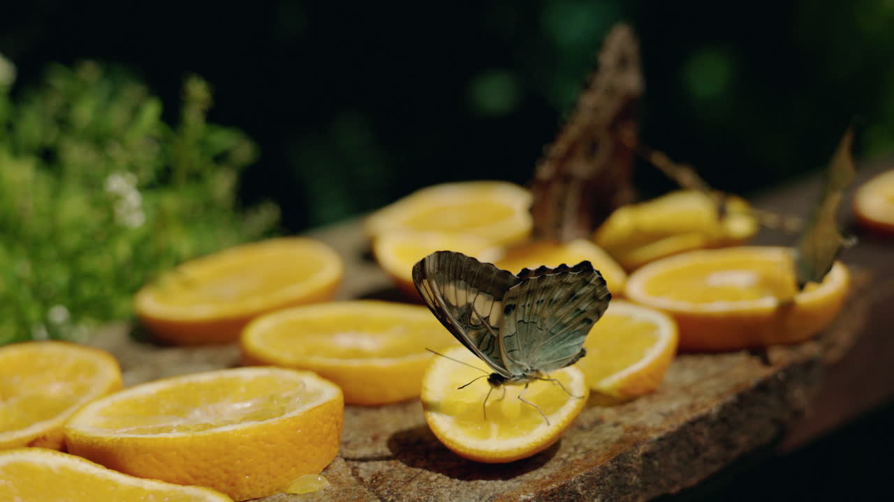 Farfalle sulle arance