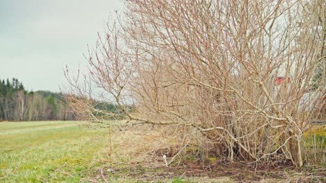 man is pruning small branches from the tree - wide shot