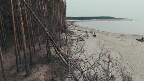 Luftaufnahme-Des-Flusses-Gauja,-Der-In-Die-Ostsee-Mündet,-Golf-Von-Riga,-Lettland,-Zerbrochene-Kiefern-Nach-Einem-Sturm-Und-Angeschwemmte-Ufer