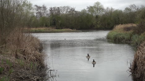 Dos-Gansos-Nadando-En-Un-Río-Hacia-La-Cámara