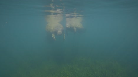 dos manatíes flotando en la superficie del agua
