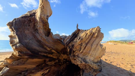 uma foto espetacular de um tronco de árvore numa praia solitária e paradisíaca