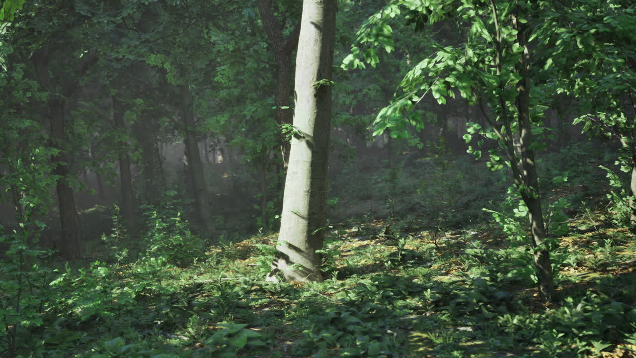 Lush green forest scene with sunlight filtering through the trees