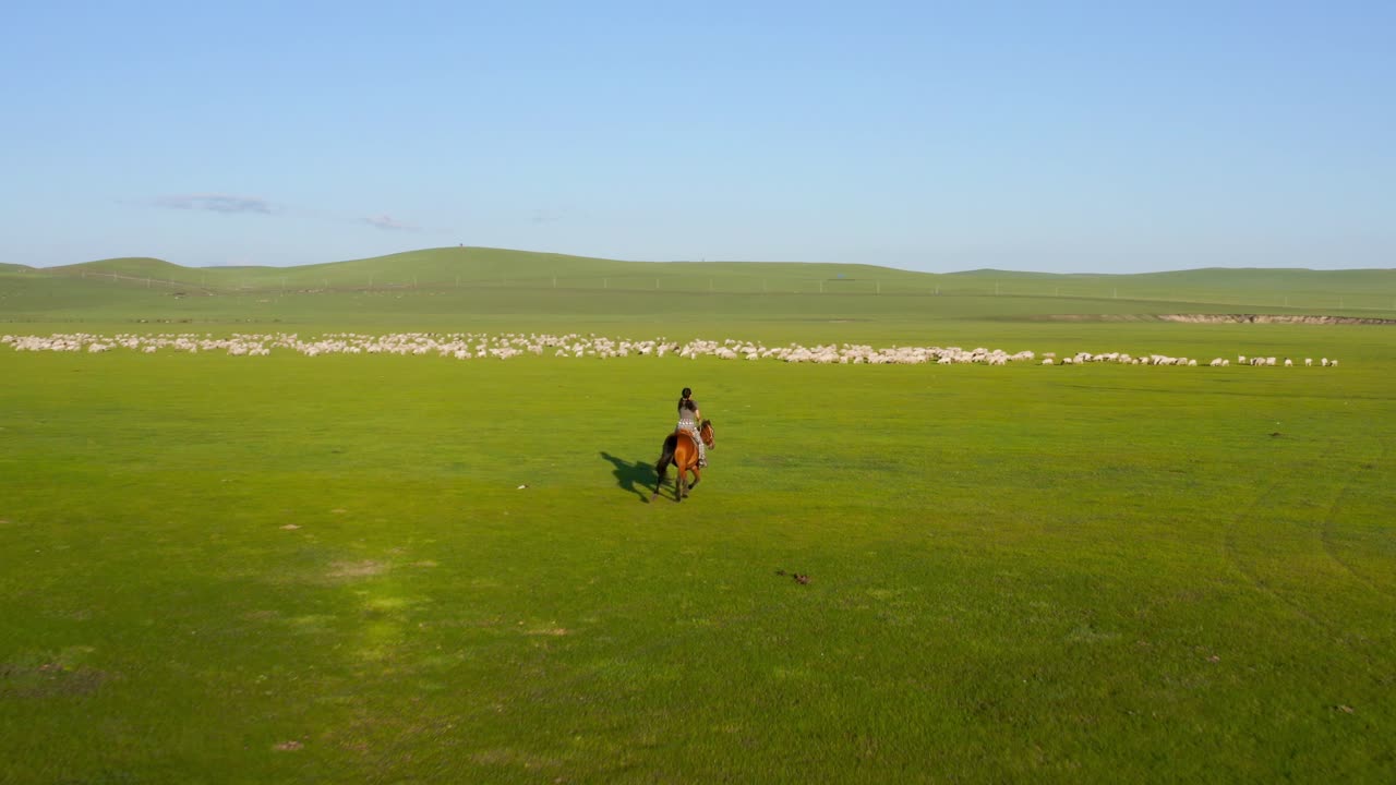 mujer a caballo hacia un rebaño de ovejas para reagruparlos en un paisaje de prado