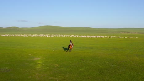 woman riding horse towards a flock of sheep to regroup them in a meadow landscape