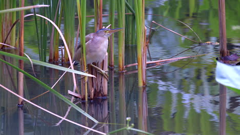 Un-Pequeño-Pájaro-Avetoro-Amarillo-Encaramado-Entre-Plantas-De-Agua-Dulce-Y-Llamando---Cámara-Lenta