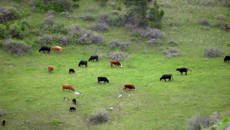 ganado pastando en campo verde