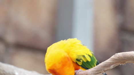 sun parakeet or sun conure perched on branch - close-up