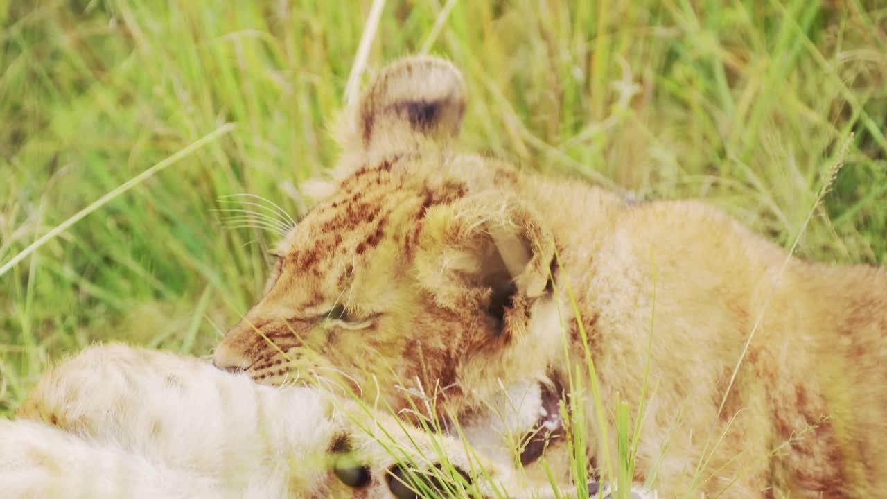 leeuwenkinderen spelen in afrika, grappige baby dieren van schattige jonge leeuwen in het gras op een afrikaanse wildlife safari in masai mara, kenia in masai mara national reserve groene grassen