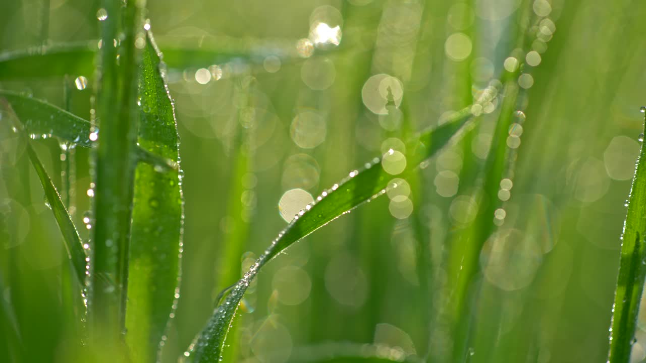 초록색 식물의 거대 세계를 여행하는 초록색 잔디 잎에 초대 은 크리스탈 은 아침 이슬로 인 슬라이더, 4k