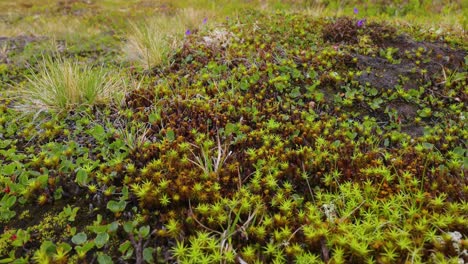 la tundra ártica, la hermosa naturaleza, el paisaje natural de noruega.