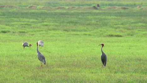 eastern sarus crane, antigone antigone sharpii