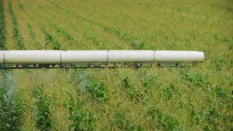 spraying corn field