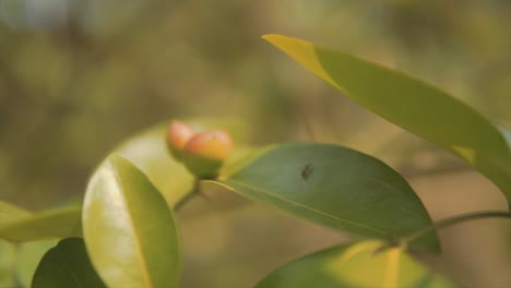 ant walking in a fruit plant leaf