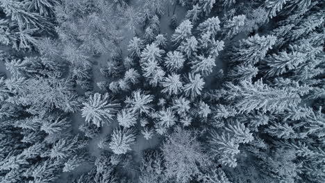 Winter-forest-snow-pine-trees-landscape-drone-4K-top-down-overhead-video