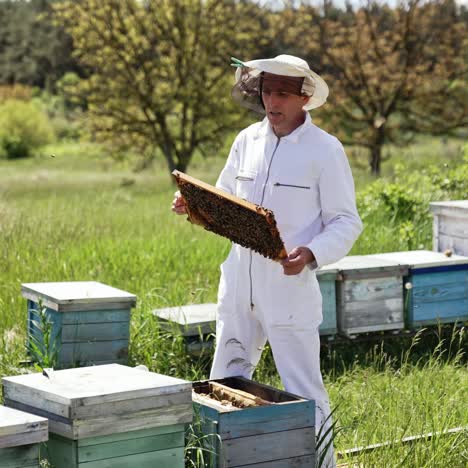 beekeeper in white safety suit examining bees. professional apiarist holding frame full with bees in the apiary on green nature background